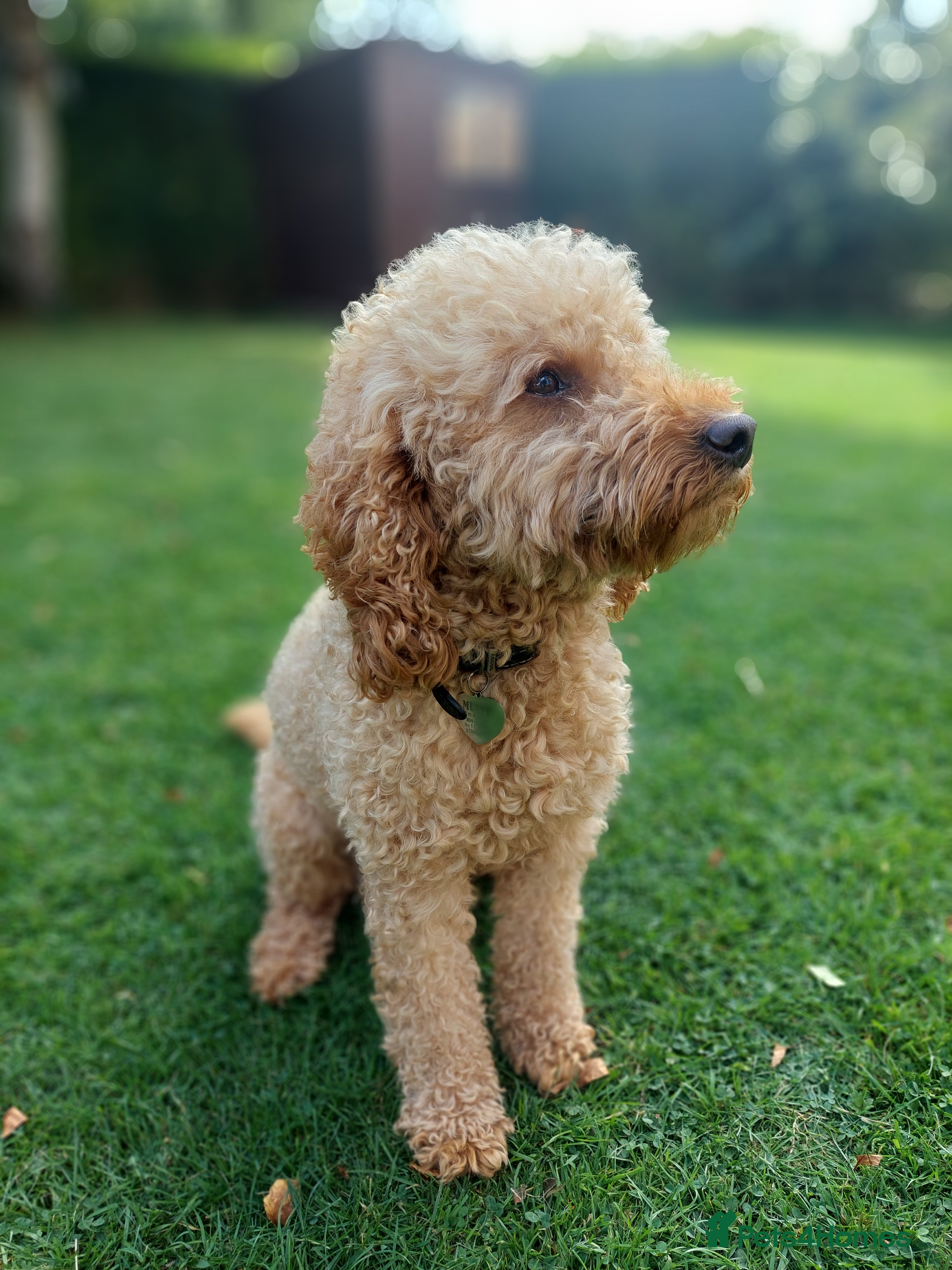 Cockapoo dogs Beige cockapoo F1b for stud in Coalville - Advert 11