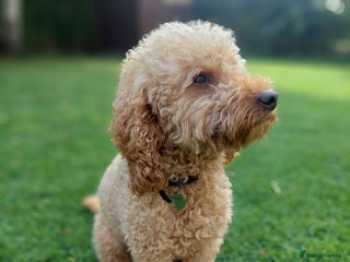 Cockapoo dogs in Coalville - Advert 27