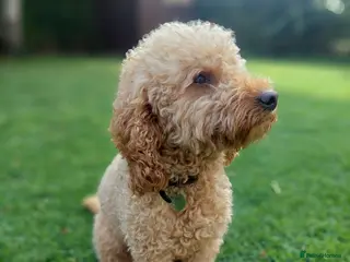 Cockapoo dogs Beige cockapoo F1b for stud in Coalville - Advert 18