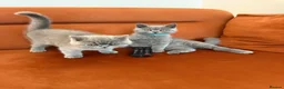 British Shorthair cats for sale: Pedigree British Shorthair kittens ready to leave  - Advert 9