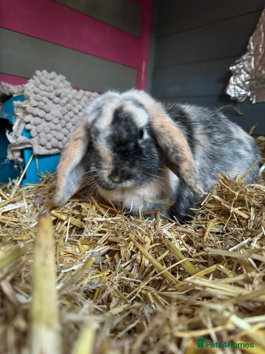 Mini Lop rabbits for sale: Beautiful Harlequin Mini lop  - Advert 3