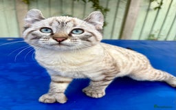 Bengal cats for sale: Breathtaking rare snow leopard  - Advert 7