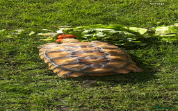Tortoise reptiles for sale: 2 x Sulcata Tortoise - Image 16