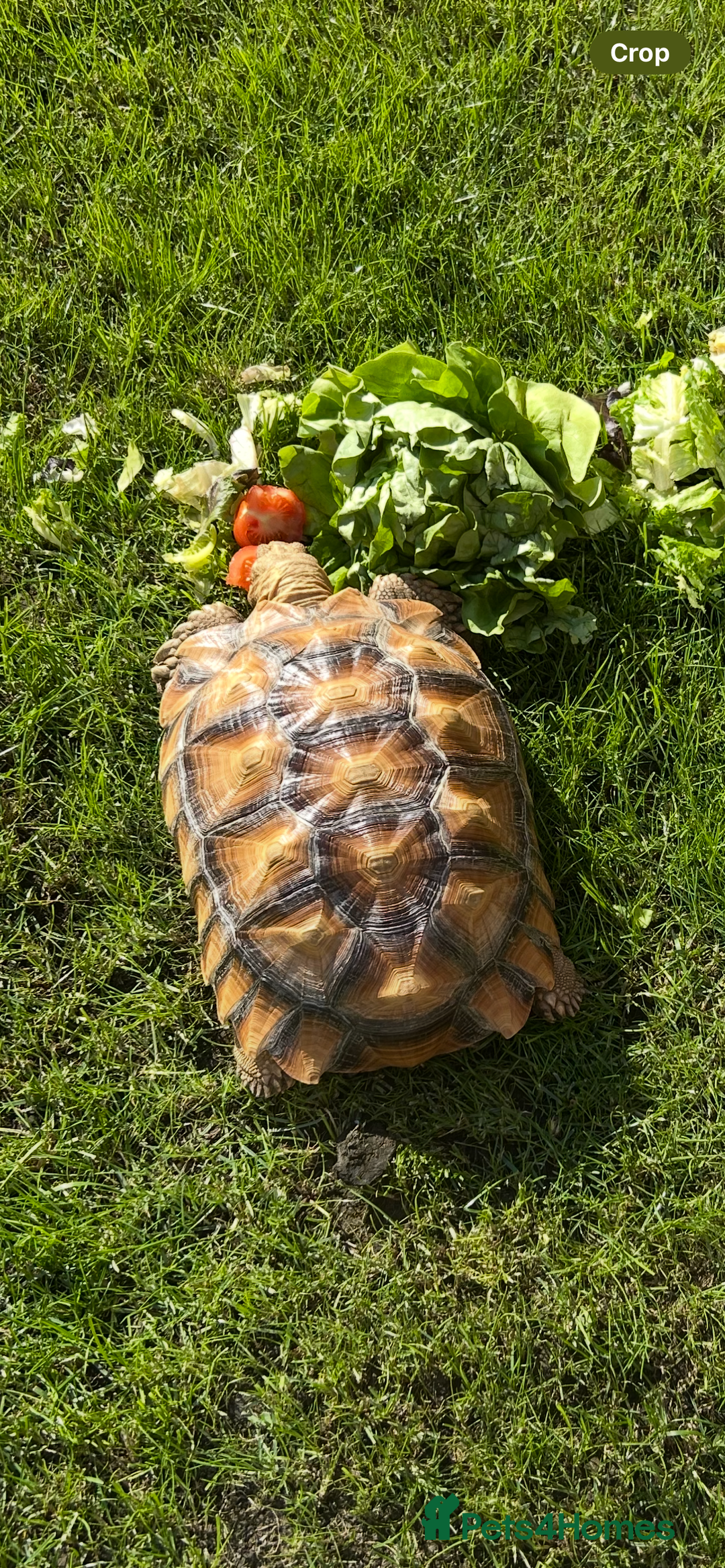 Tortoise reptiles for sale: 2 x Sulcata Tortoise - Image 16
