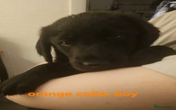Labrador Retriever dogs for sale: Chunky pups ready now - Advert 23