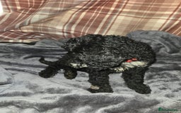 Mixed Breed dogs for sale: Amazing cuddly male pups cockapoo - Image 11