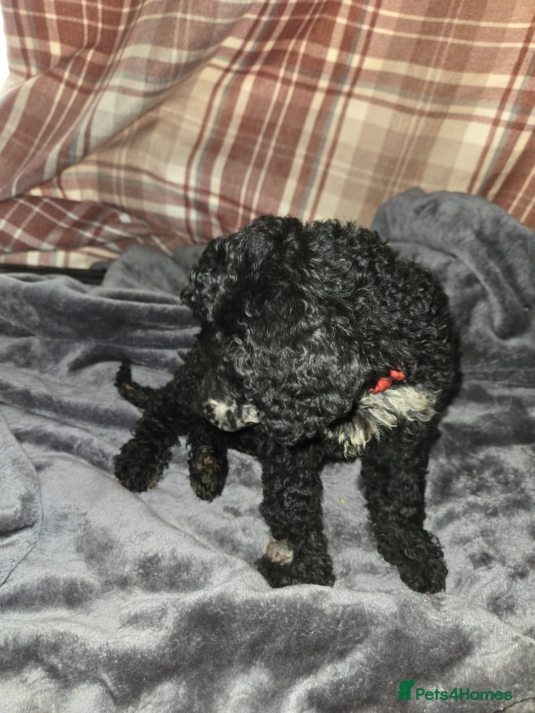 Mixed Breed dogs for sale: Amazing cuddly male pups cockapoo - Image 11