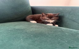 Ragdoll cats for sale: 4 kittens looking for new family  - Image 15