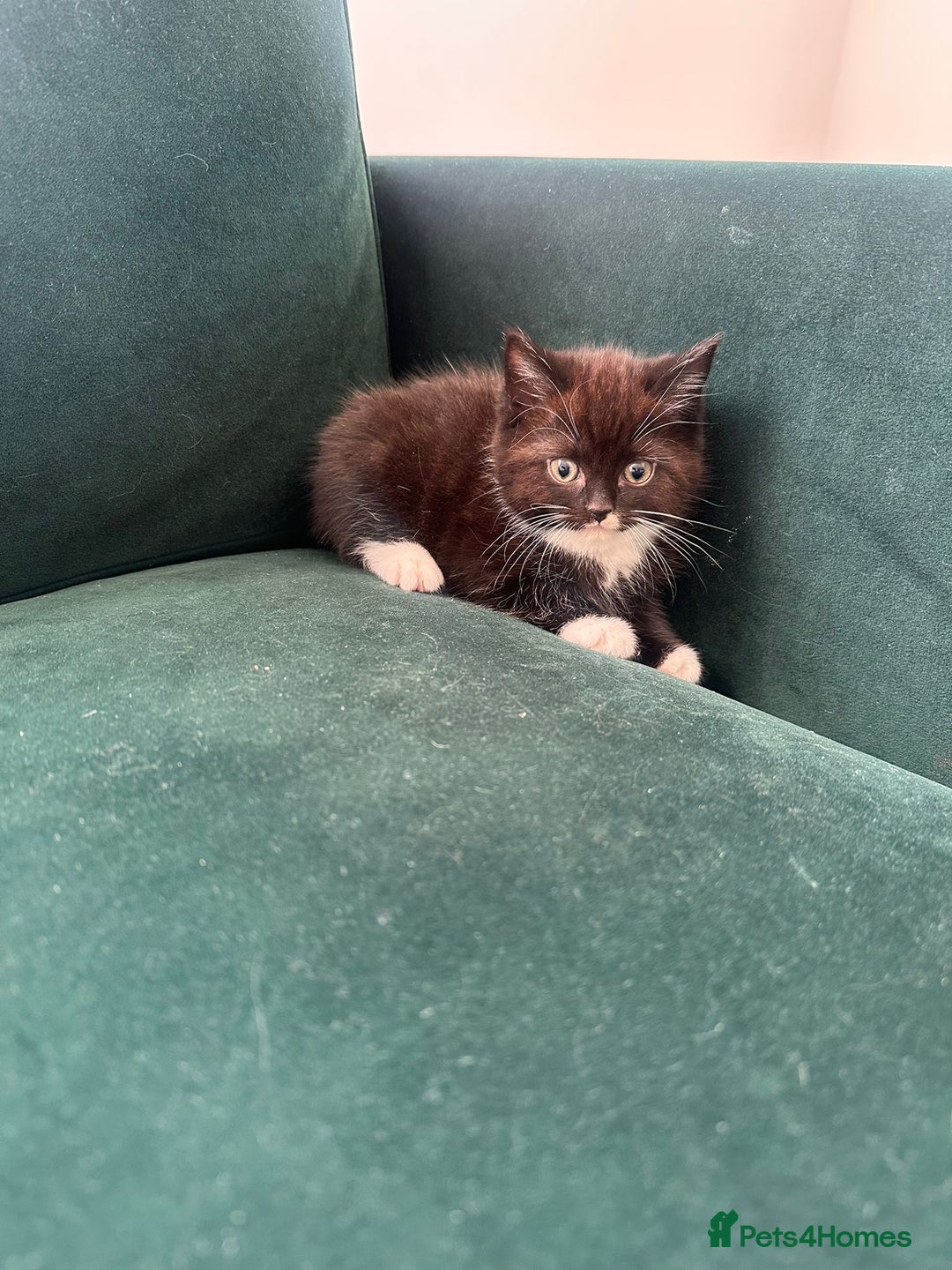 Ragdoll cats for sale: 4 kittens looking for new family  - Image 15