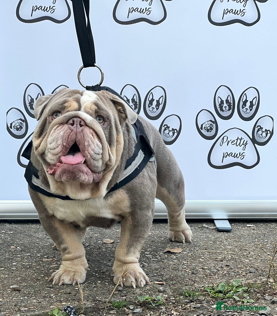 English Bulldog dogs for stud: Dog for stud in Dagenham - Advert 2