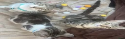Mixed Breed cats for sale: 💕Beautiful kittens looking for loving homes💕 - Advert 14