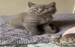British Shorthair cats for sale: British Blue Kittens - Image 23