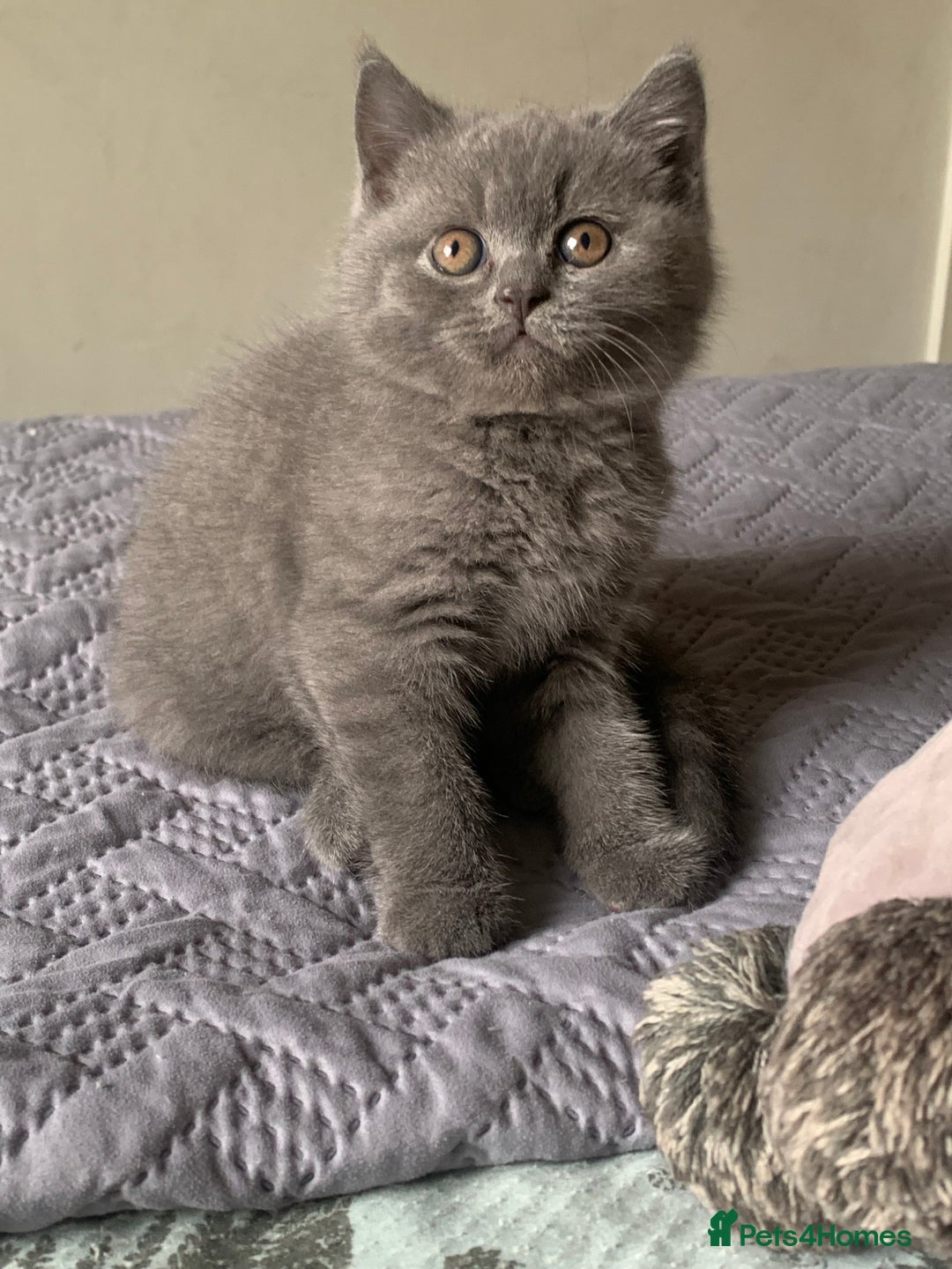 British Shorthair cats for sale: British Blue Kittens - Image 23