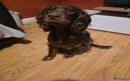 Cocker Spaniel dogs for sale: Riley- chocolate cocker spaniel - Image 2