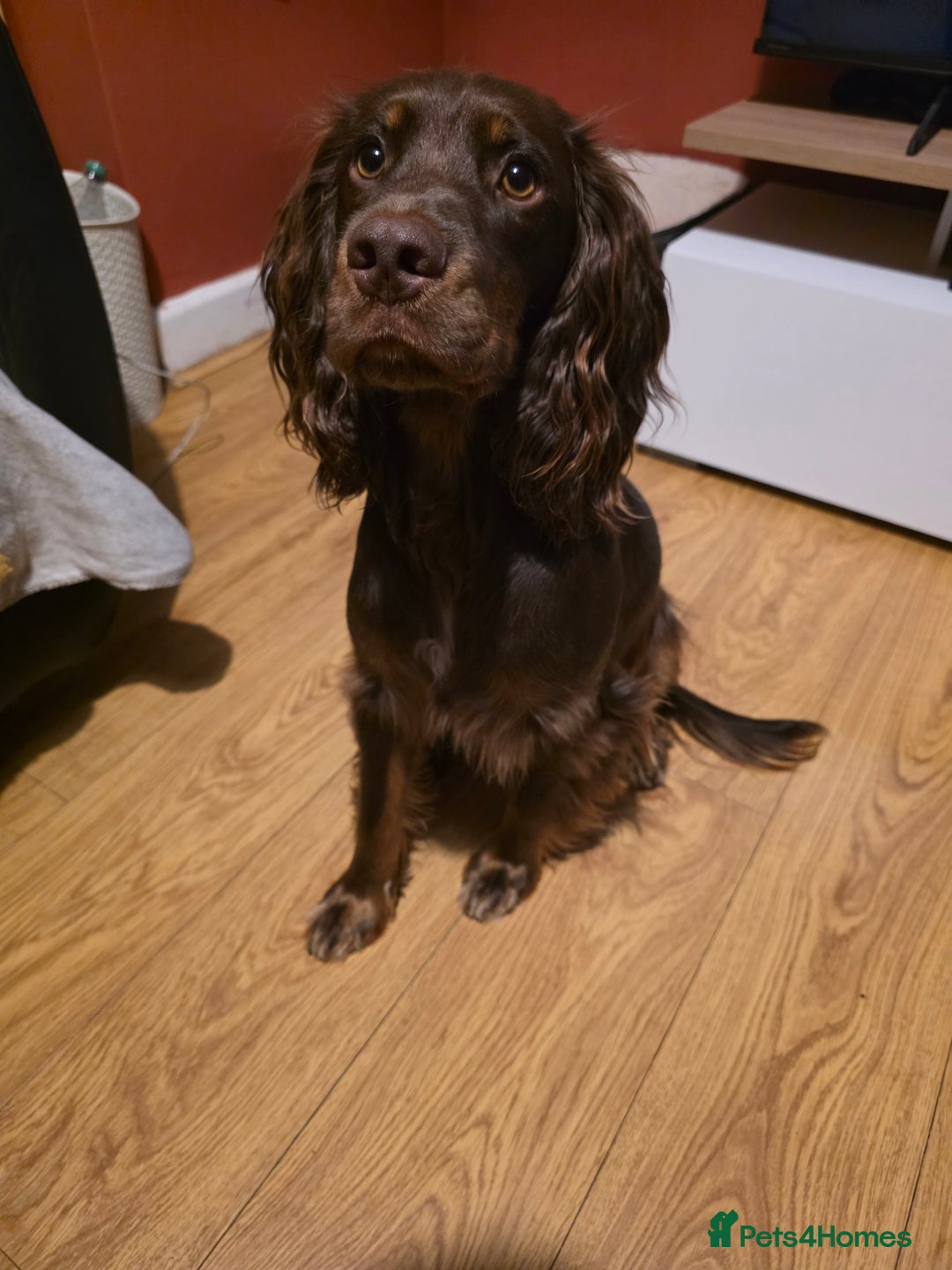 Cocker Spaniel dogs for sale: Riley- chocolate cocker spaniel - Image 2