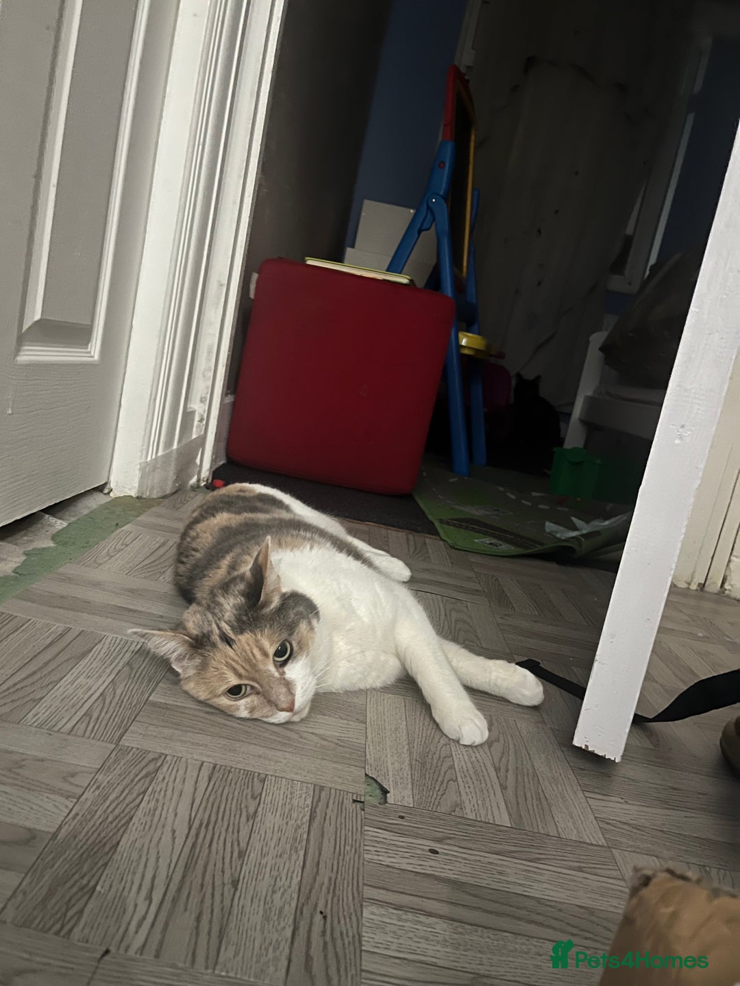 Domestic Shorthair cats for sale: Smokey and Ash.  - Image 6