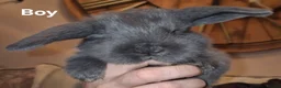 French Lop rabbits for sale: Beautiful French Lops - Advert 8