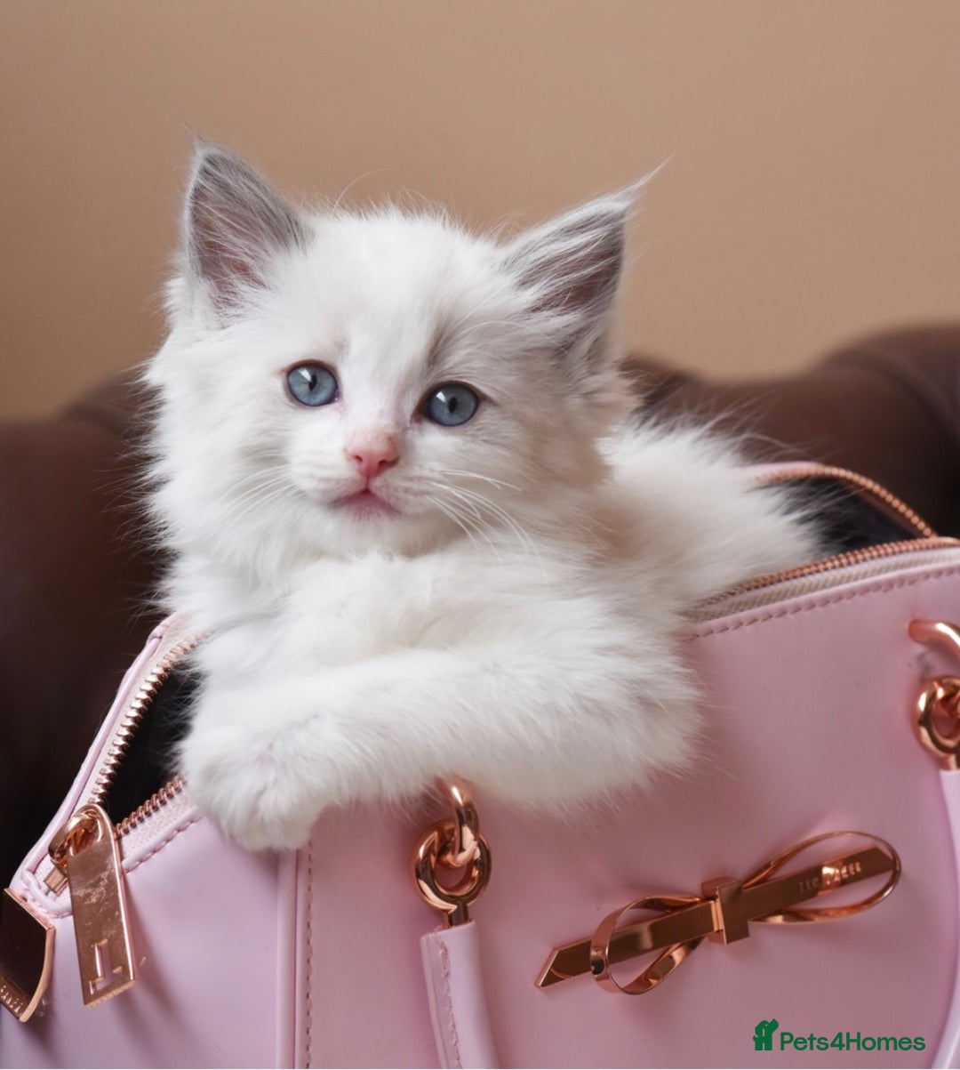 Ragdoll cats for stud: TICA registered blue point stud ragdoll  in Bristol - Advert 9