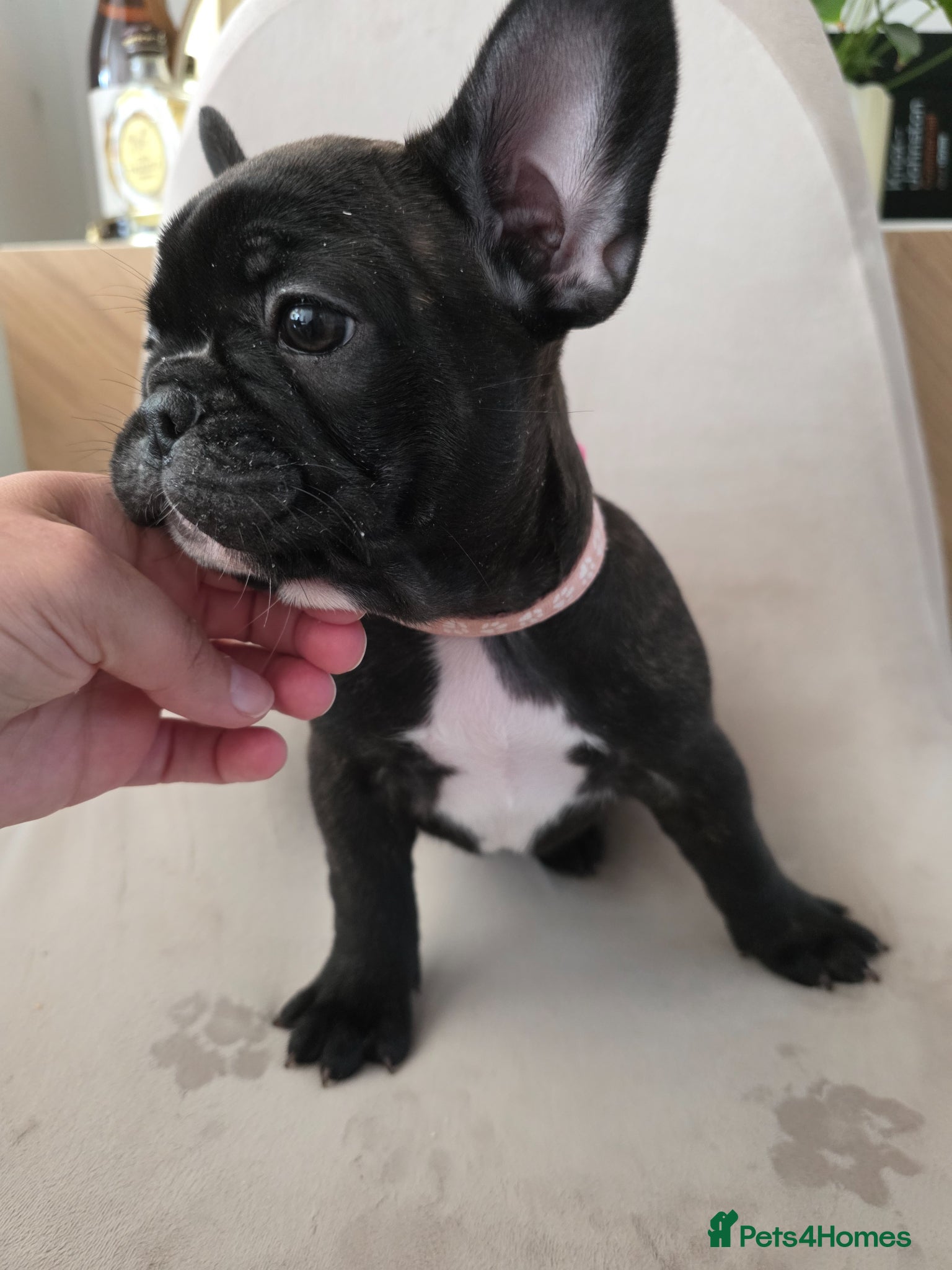 French Bulldog dogs for sale: 🐶 Puppies Ready for Their Forever Homes  - Advert 18