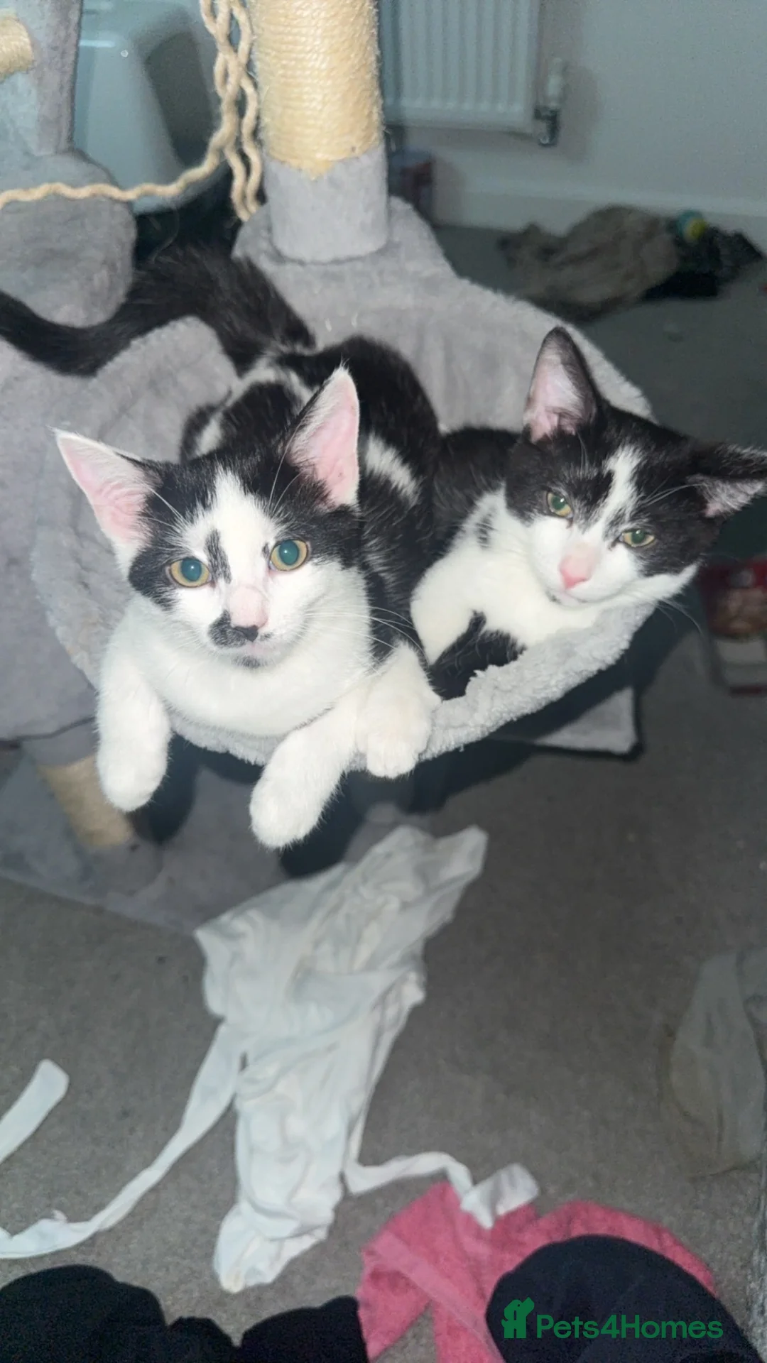 Mixed Breed cats for sale: Two beautiful black and white kittens  - Advert 2