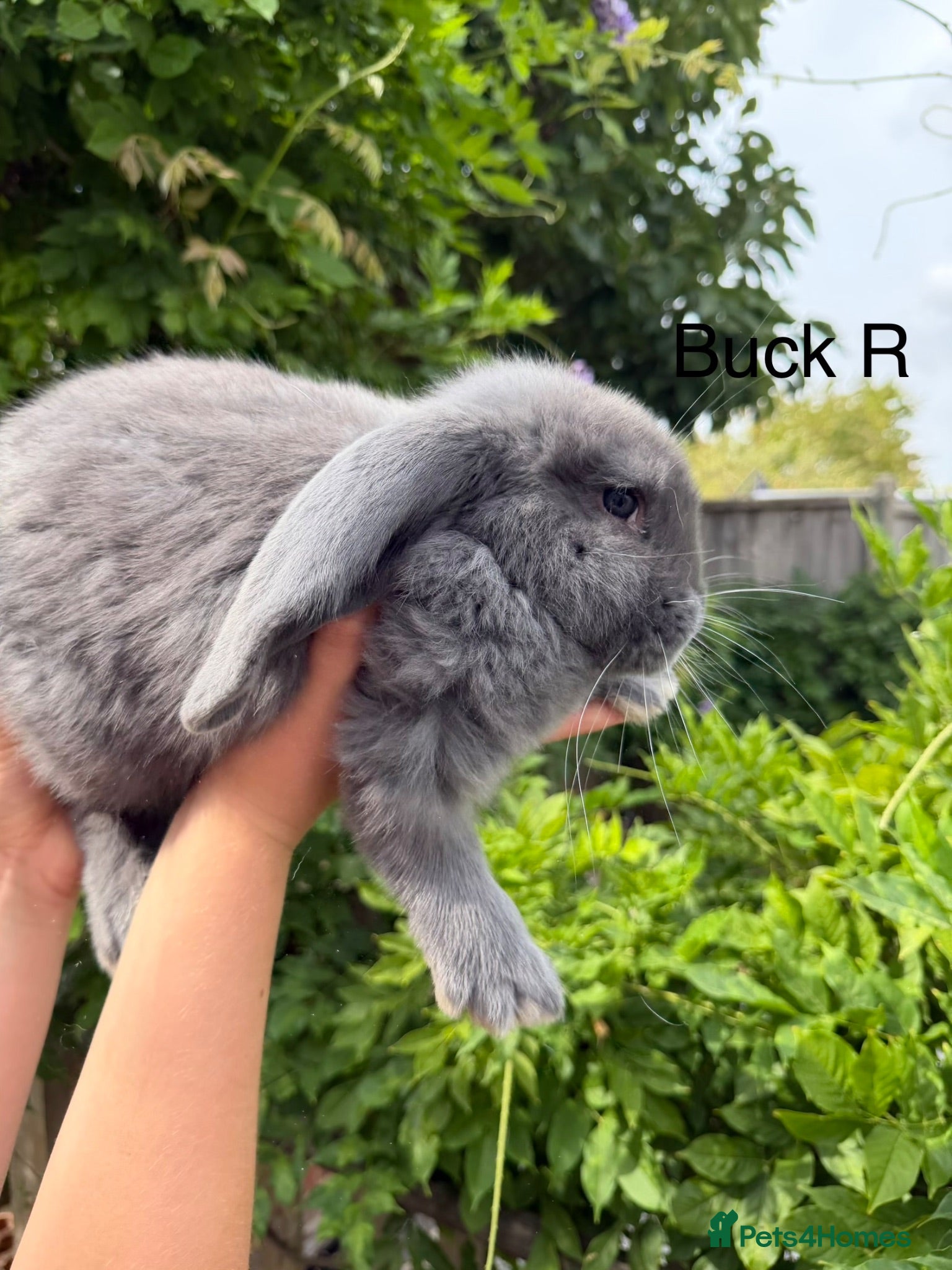 French Lop rabbits Pedigree French lops - Advert 2