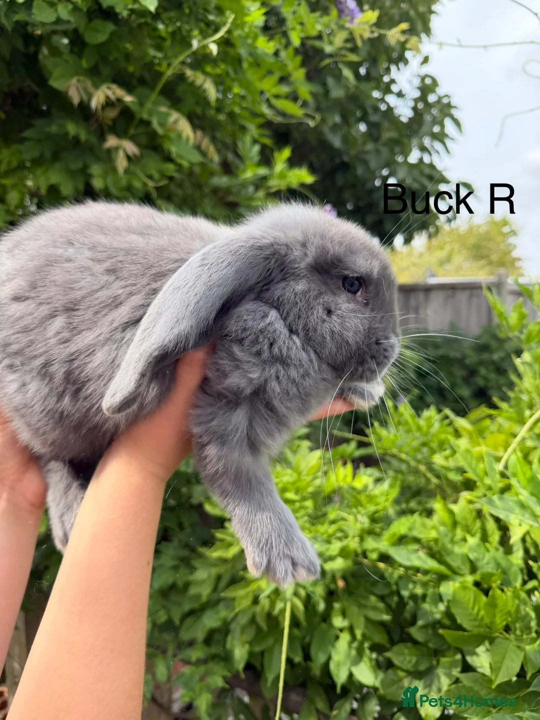 French Lop rabbits for sale: Pedigree French lops - Advert 2