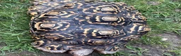 Tortoise reptiles for sale: Leopard tortoise - Advert 2