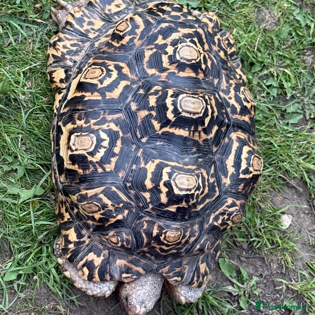 Tortoise reptiles for sale: Leopard tortoise - Advert 2