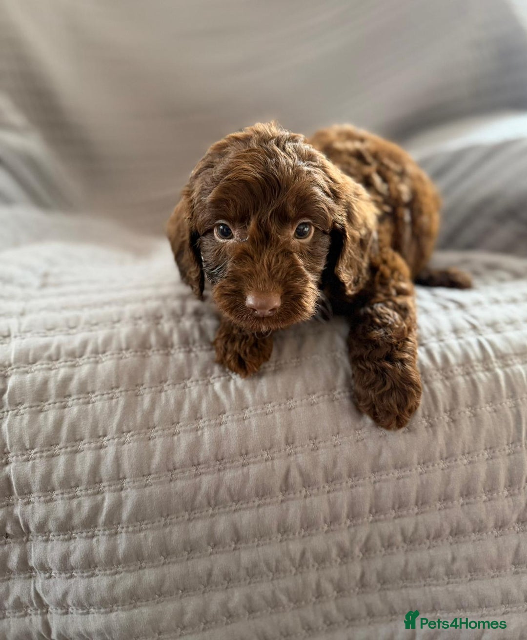 Cockapoo dogs for sale: Cockapoo puppies  - Advert 15