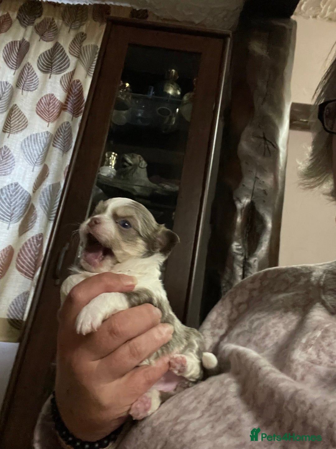 Chihuahua dogs for sale: Beautiful long coat chihuahua - Image 3