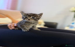 Scottish Fold cats for sale: Adorable Scottish Fold Mix Kittens - Image 4