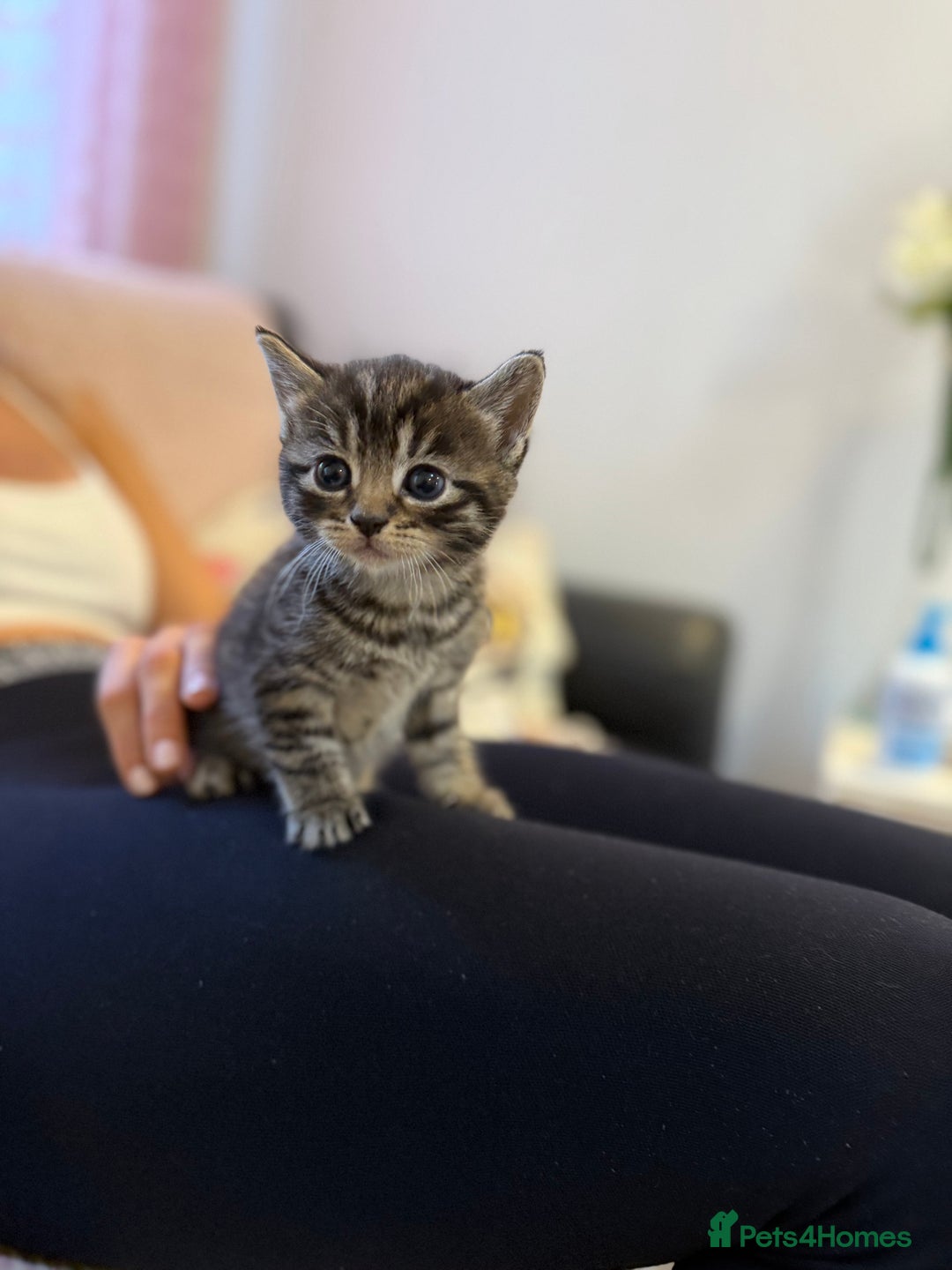 Scottish Fold cats for sale: Adorable Scottish Fold Mix Kittens - Image 4