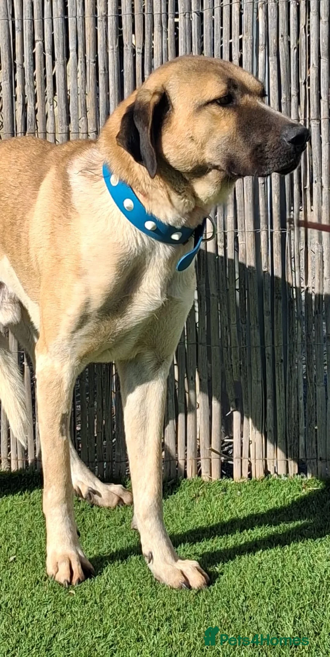 Mixed Breed dogs for adoption: 🚨 Urgent -Kennel Closed SOS  - Advert 4