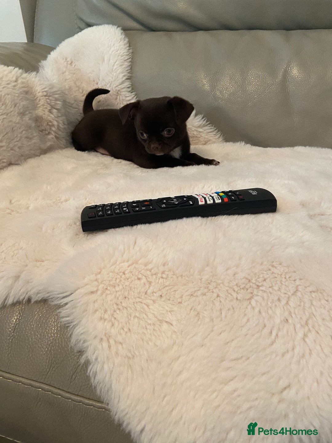 Chihuahua dogs for sale: KC Reg Chihuahua Boy Fully vaccinated - Ready - Advert 11