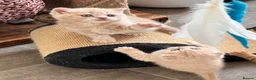 British Shorthair cats for sale: 😻CREAM & RED COLOUR KITTENS 😻 - Advert 10