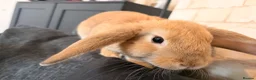 Mini Lop rabbits for sale: Female Mini lop  - Advert 4
