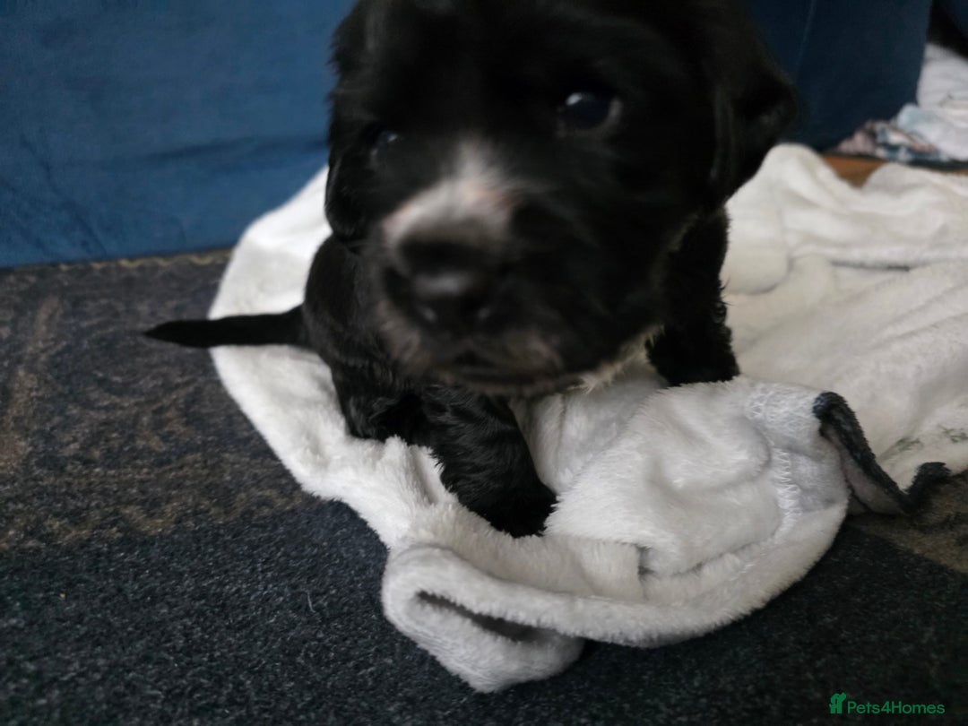 Cocker Spaniel dogs for sale: last puppy (girl) of the Working Cocker Spaniel - Advert 40