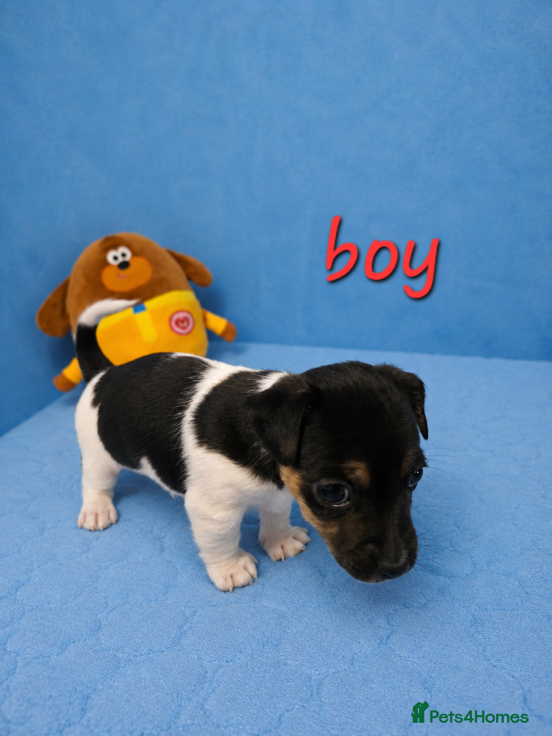 Jack Russell dogs Cutie pie Jack Russell puppies  - Advert 2