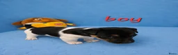 Jack Russell dogs for sale: Cutie pie Jack Russell puppies  - Advert 2