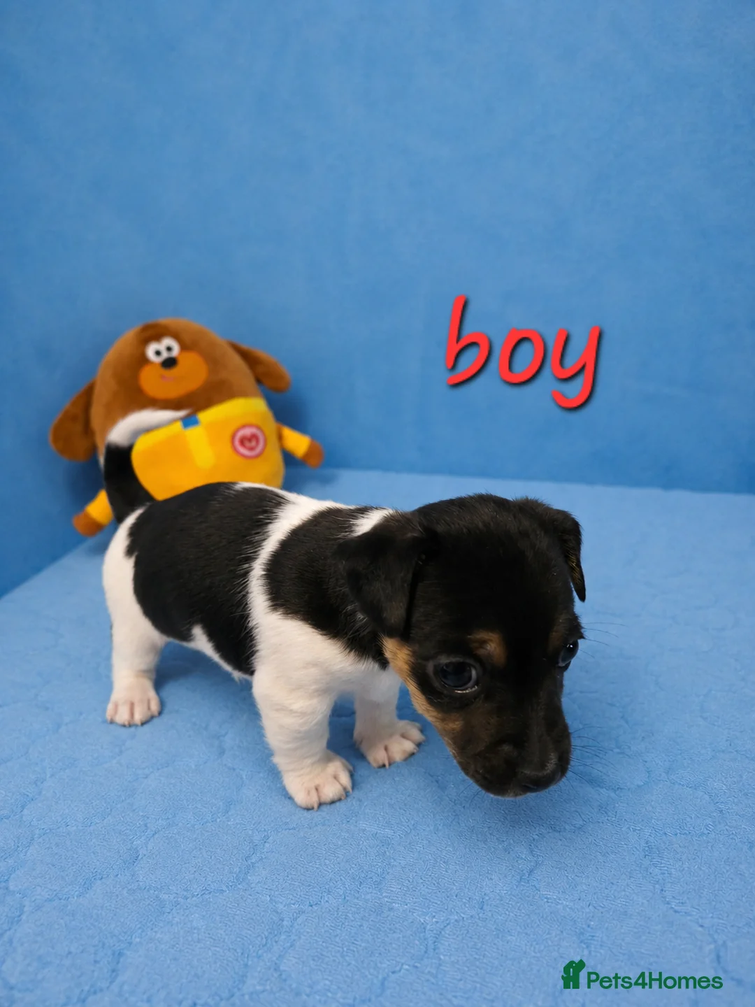 Jack Russell dogs for sale: Cutie pie Jack Russell puppies  - Advert 2