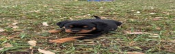 Rottweiler dogs for sale:  lovely chunky beautiful Rottweiler puppies - Advert 7