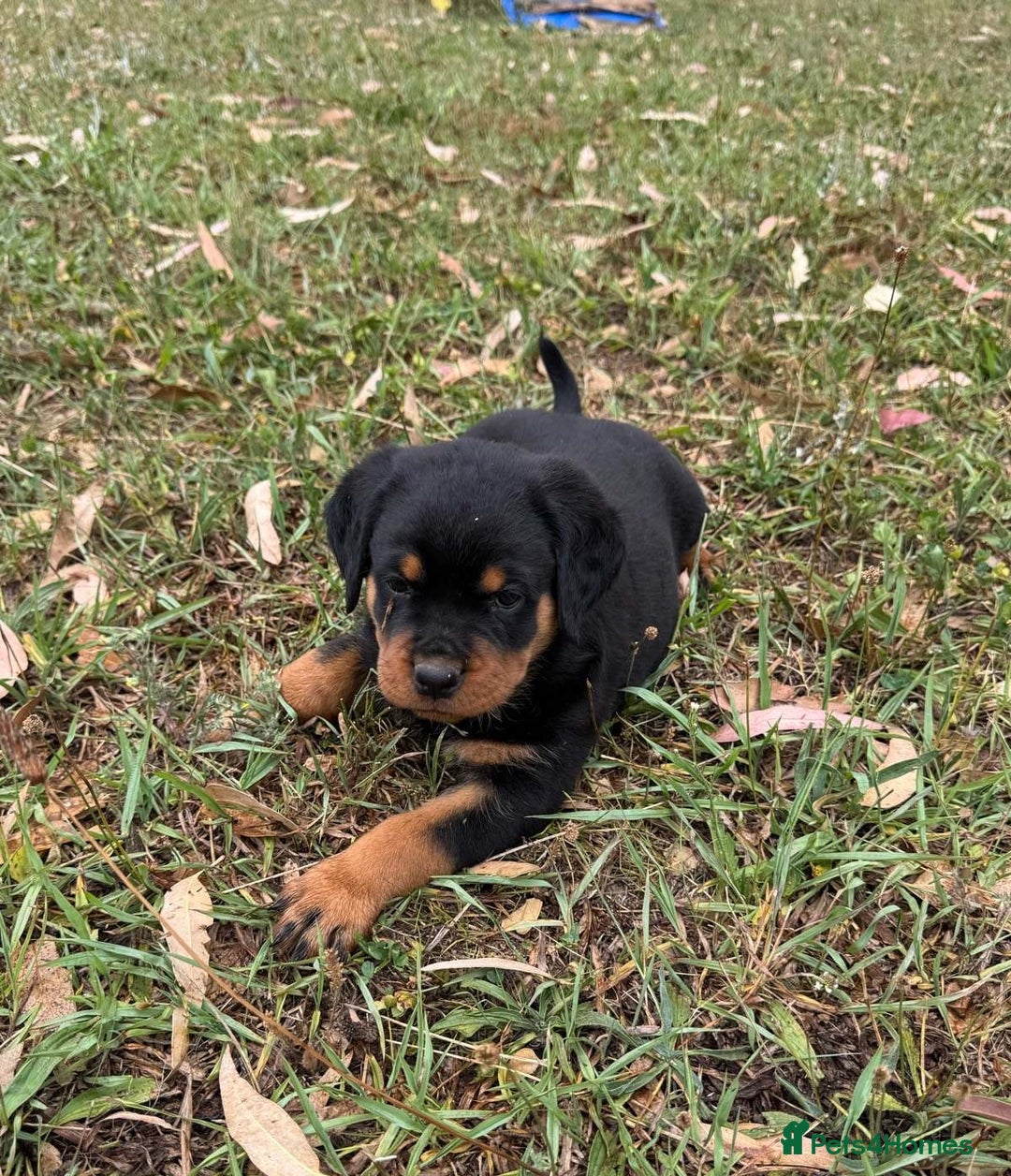 Rottweiler dogs for sale:  lovely chunky beautiful Rottweiler puppies - Advert 7