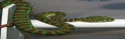 Snake reptiles for sale: Green tree pythons and Boas  - Advert 5
