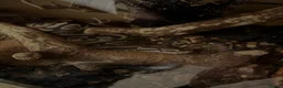 Python Snake reptiles for sale: beautiful female royal python  in Brighton - Advert 2
