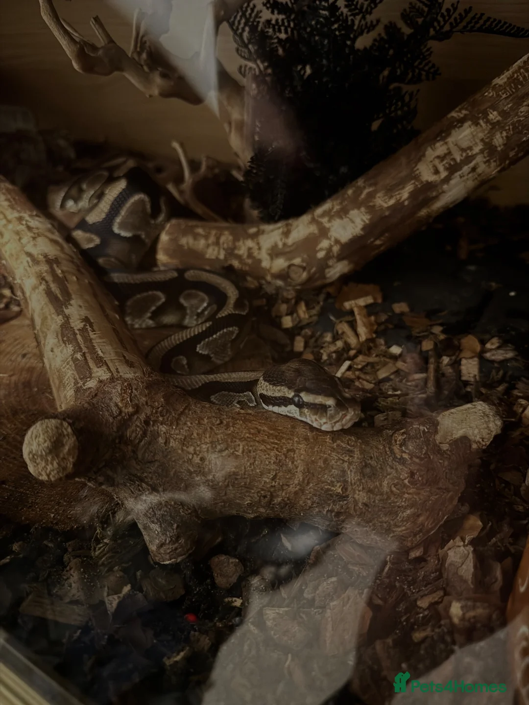 Python Snake reptiles for sale: beautiful female royal python  in Brighton - Advert 2