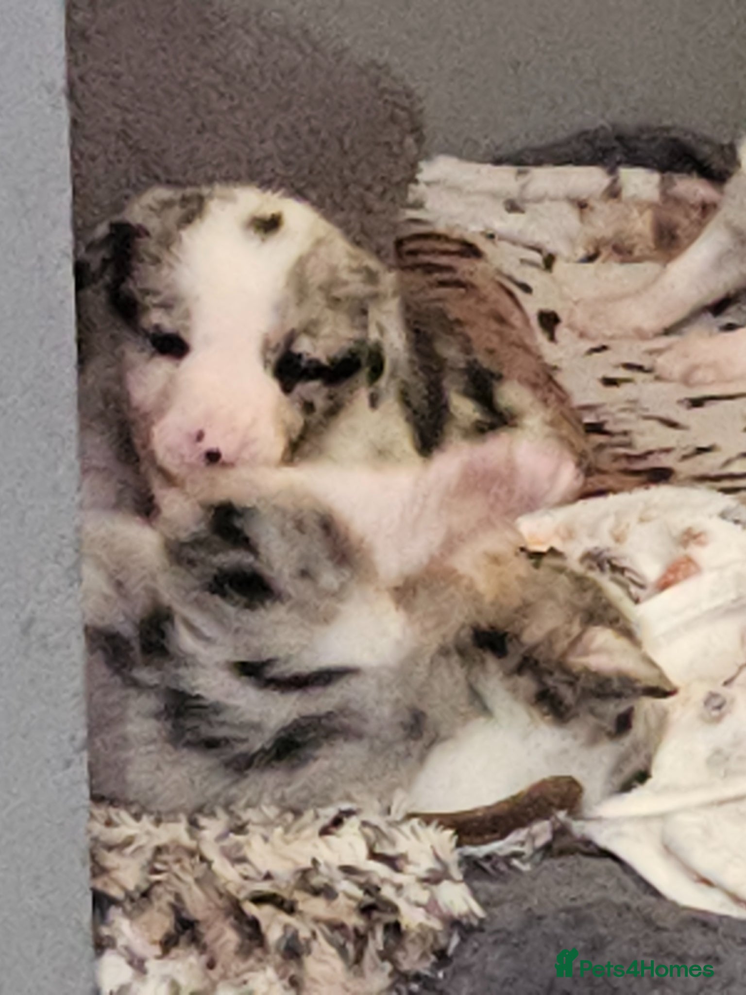 Border Collie dogs 🐾 Adorable Blue Merle Border Collie Puppies 🐾 - Advert 2