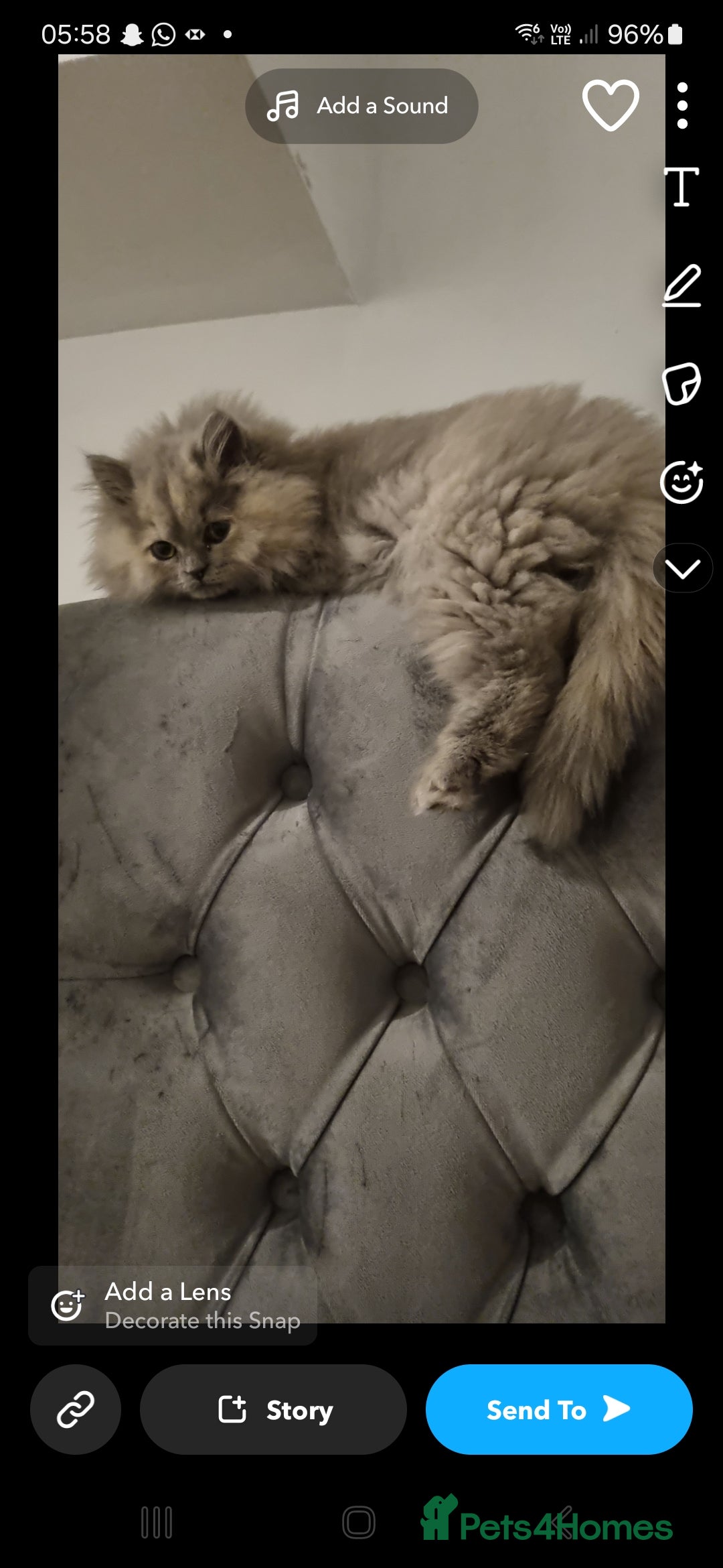Persian cats for sale: Persian mixed breed  - Image 12