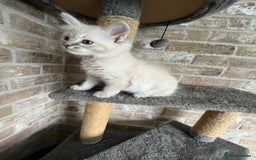 Ragdoll cats for sale: One female Ragdoll left  in Cambridge - Image 17
