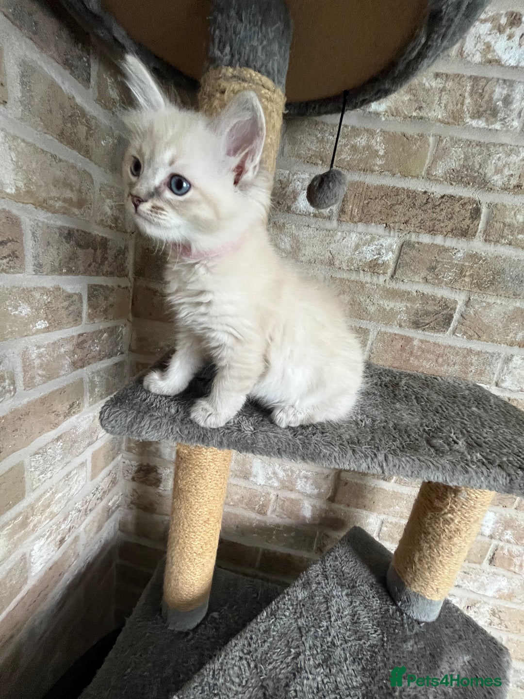 Ragdoll cats for sale: One female Ragdoll left  in Cambridge - Image 17