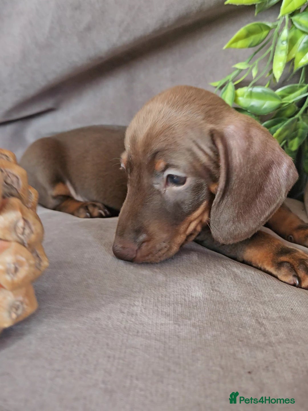Miniature Dachshund dogs for sale: LAST PUPPY REMAINING Dapple Miniature Dachshunds  - Image 8